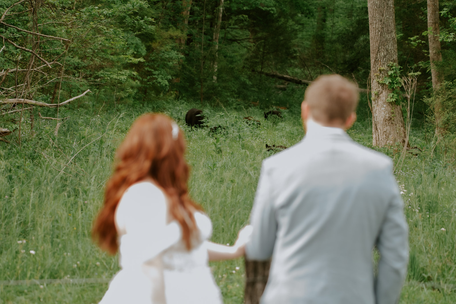 Bride and groom walking through tall grass as black bears graze in the distance during their Smoky Mountain adventure.
