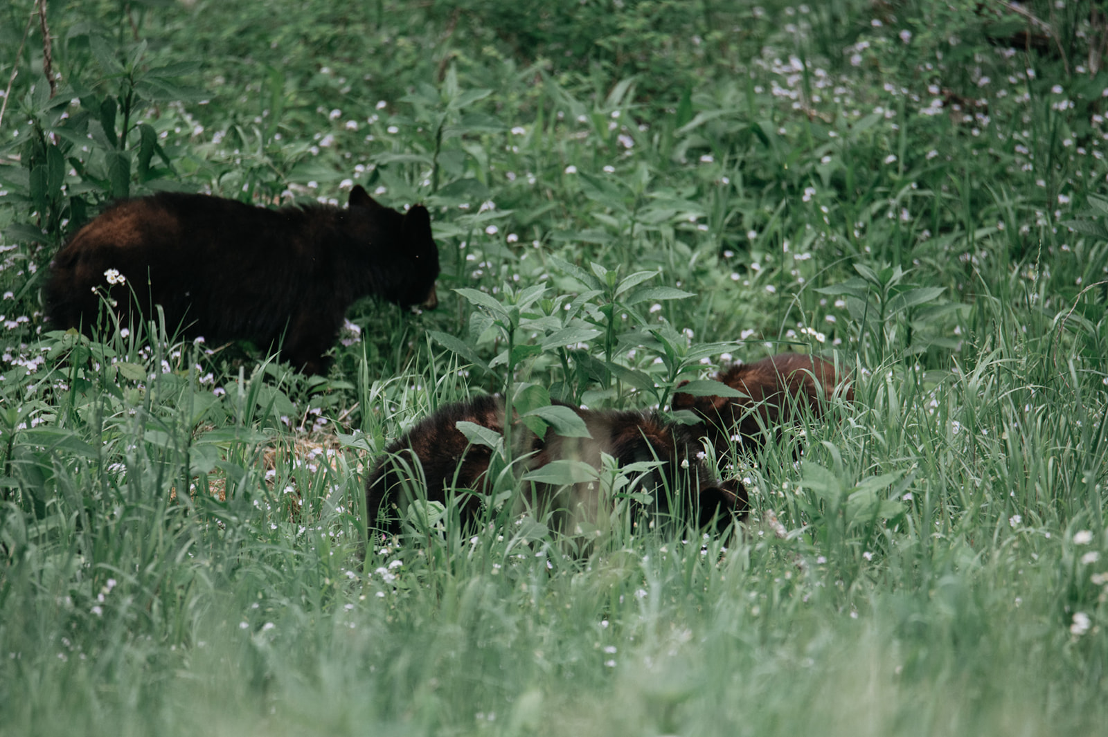 Wildlife moment featuring black bears in a meadow, captured during a Smoky Mountain elopement day.