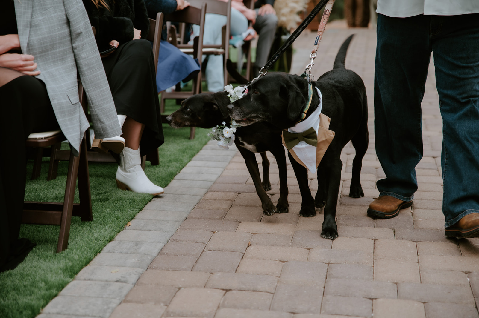 Two black dogs wearing wedding attire walk down the aisle as ring bearers during an outdoor ceremony.
