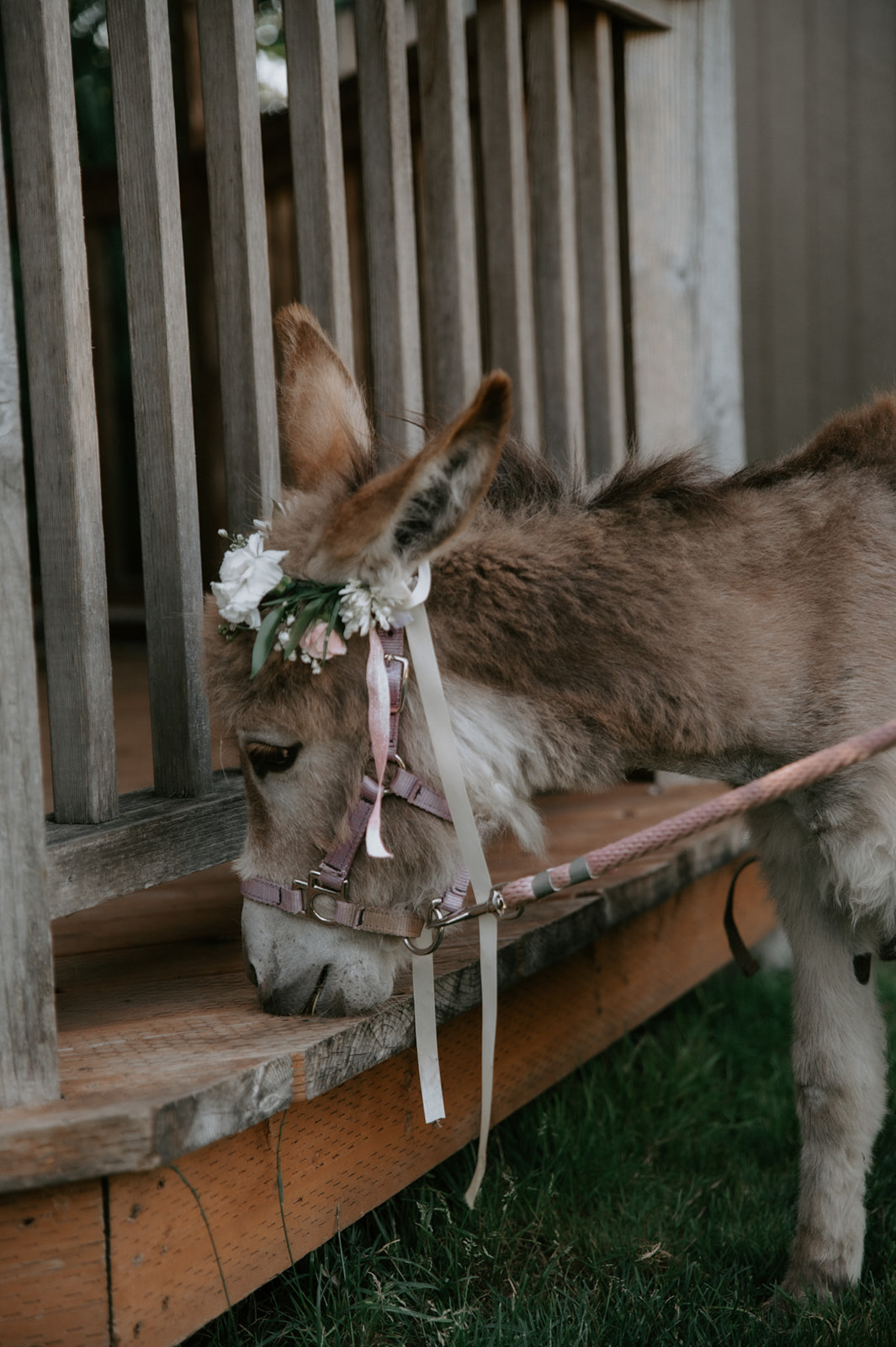 Small brown donkey wearing a white floral crown and pink halter beside a rustic wooden porch.